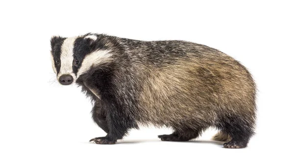 European Badger Six Months Old Walking Side View Looking Camera — Stock Photo, Image