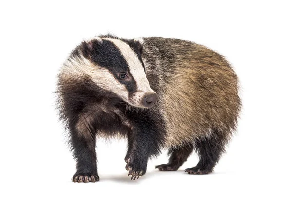 European Badger Six Months Old Walking Front — Stock Photo, Image