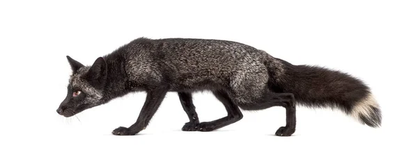 Seitenansicht Eines Silvers Fox Auf Der Flucht Isoliert — Stockfoto