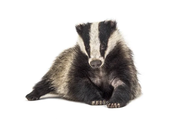 Europese Das Zes Maanden Oud Camera Bekijken Geïsoleerd — Stockfoto