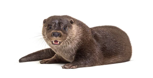 Volwassen Europese Otter Geïsoleerd Wit — Stockfoto