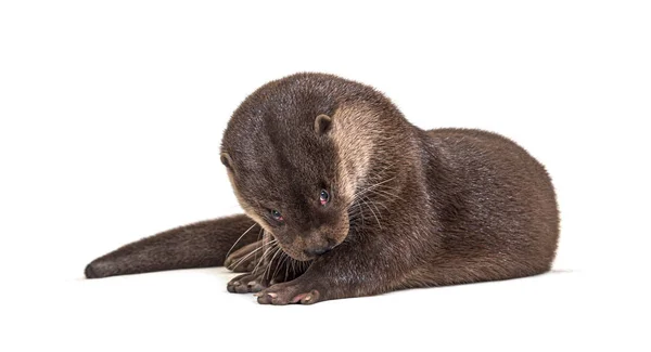 Lontra Europeia Adulta Isolada Sobre Branco — Fotografia de Stock