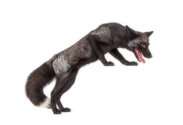 Silvers Fox Jumping Isolated — Stock Photo, Image