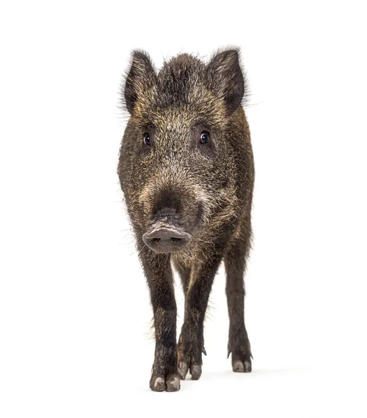 Wild Boar Standing Front Isolated White — Stock Photo, Image