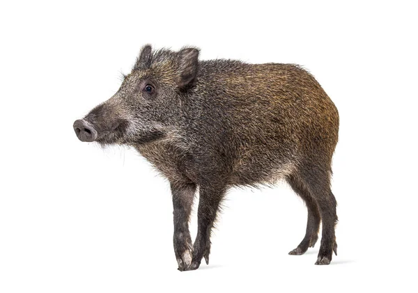 Wild Boar Standing Front Isolated White — Stock Photo, Image