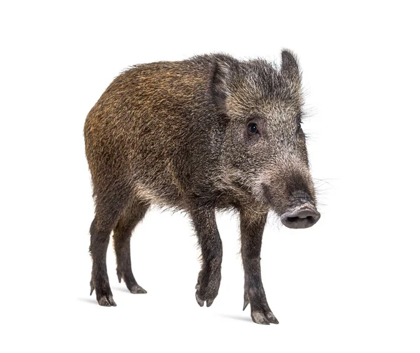 Wild Boar Standing Front Isolated White — Stock Photo, Image