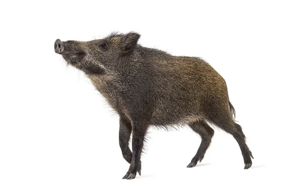 Wild Boar Standing Front Isolated White — Stock Photo, Image