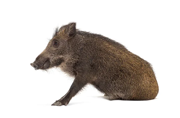 Seitenansicht Des Sitzenden Wildschweins Isoliert Auf Weiß — Stockfoto