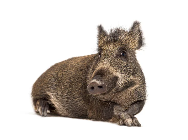 Lying Wild Boar Isolated White — Stock Photo, Image