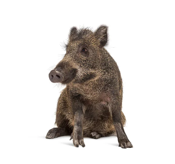 Sitzendes Wildschwein Isoliert Auf Weißem Grund Seltsame Position — Stockfoto