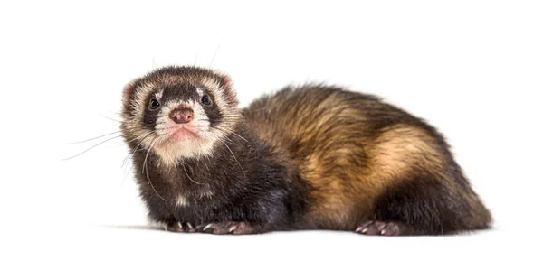 Polecat Européen Regardant Loin Isolé Furet Sauvage — Photo