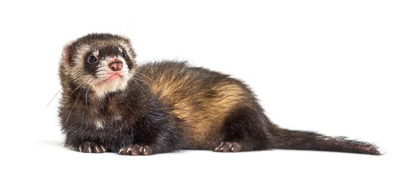 Polecat Europeo Mirando Hacia Otro Lado Aislado Hurón Salvaje — Foto de Stock