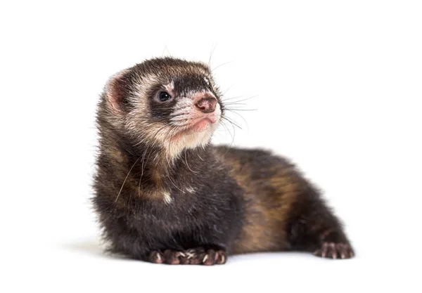 Europeisk Polecat Tittar Bort Isolerad Vild Iller — Stockfoto