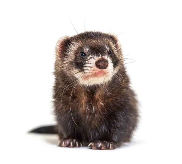 Polecat Européen Regardant Loin Isolé Furet Sauvage — Photo