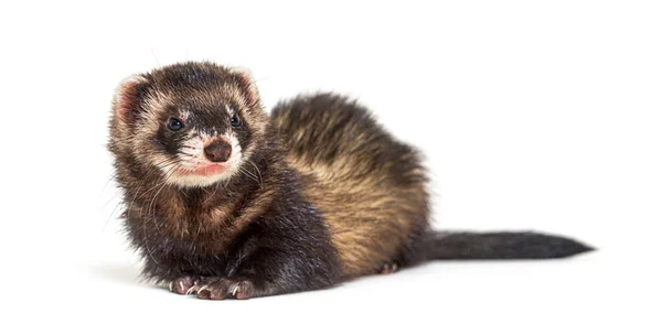 Polecat Europeo Mirando Hacia Otro Lado Aislado Hurón Salvaje — Foto de Stock