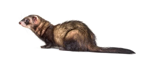 European Polecat Looking Away Isolated Wild Ferret — Stok Foto