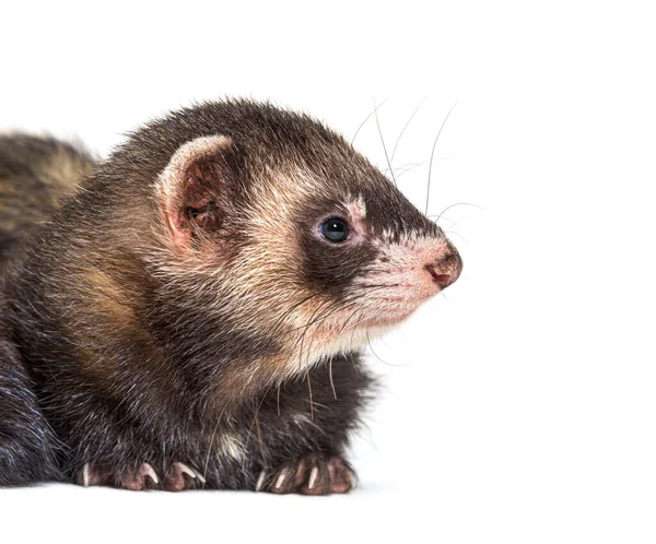 Polecat Looking Away Isolated Wild Freret — Stock fotografie