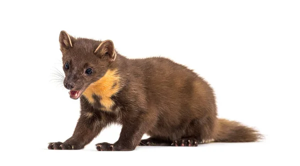 Pine Marten Izolovaný Bílém — Stock fotografie