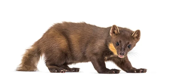 Pine Marten Izolovaný Bílém — Stock fotografie