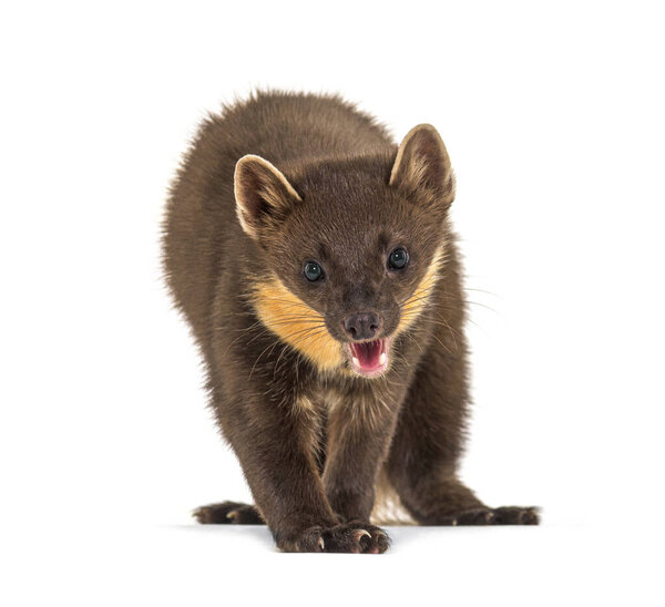 Pine marten, isolated on white