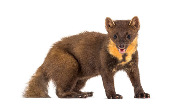 Pine marten, isolated on white