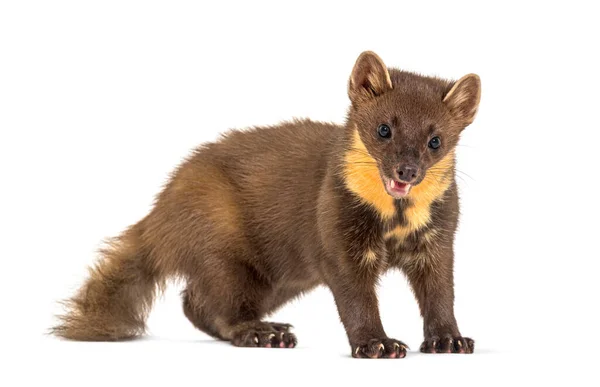 Pine Marten Standing Isolated White — Stock Photo, Image