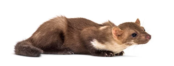 Zijaanzicht Van Een Dennenmarter Geïsoleerd Wit — Stockfoto