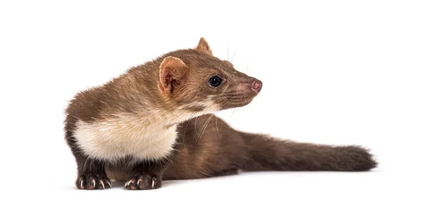 Beech Marten Looking Away Isolated White — Stock Photo, Image