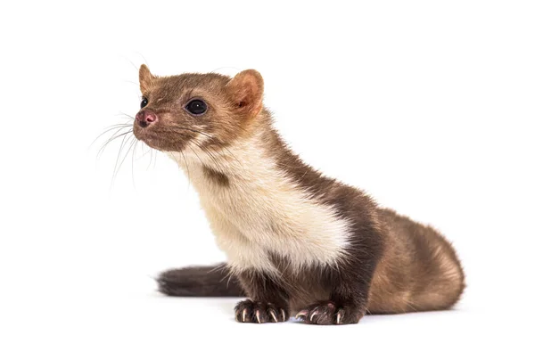 Beech Marten Looking Away Isolated White — Stock Photo, Image