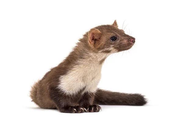 Beech Marten Looking Isolated White — Stock Photo, Image