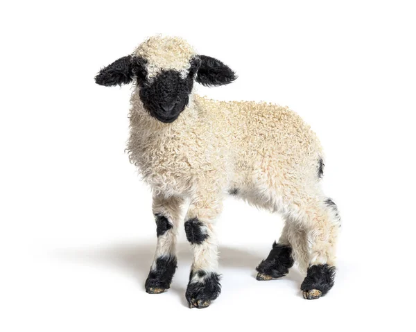 Profilo Grazioso Lamb Vallese Blascar Sheep Tre Settimane — Foto Stock