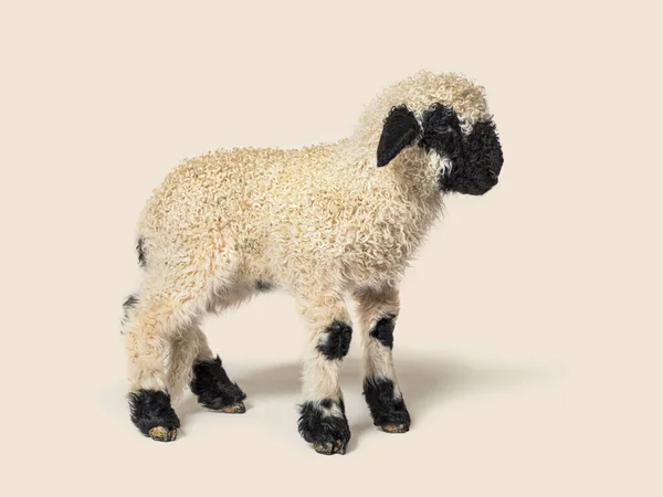 美しい子羊のプロフィールValais Blacknose羊3週間 — ストック写真