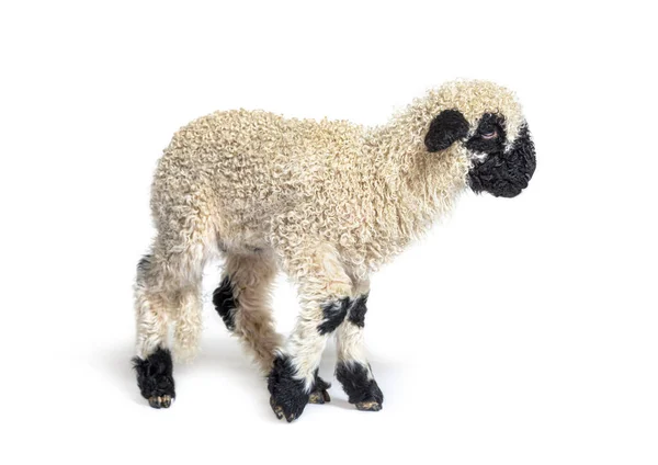 Haftalık Güzel Bir Kuzunun Profili Valais Blacknose Koyunu — Stok fotoğraf