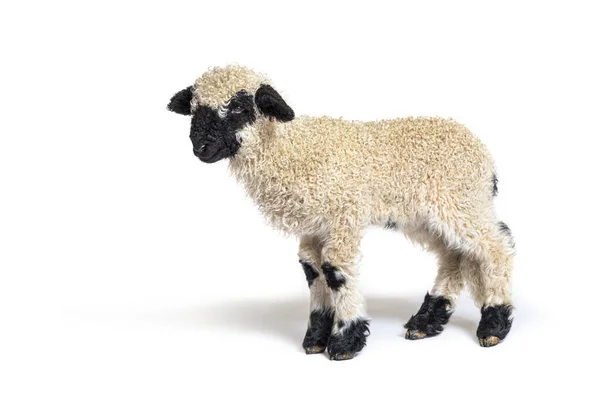 Profil Härlig Lamm Valais Blacknose Får Tre Veckor Gamla — Stockfoto