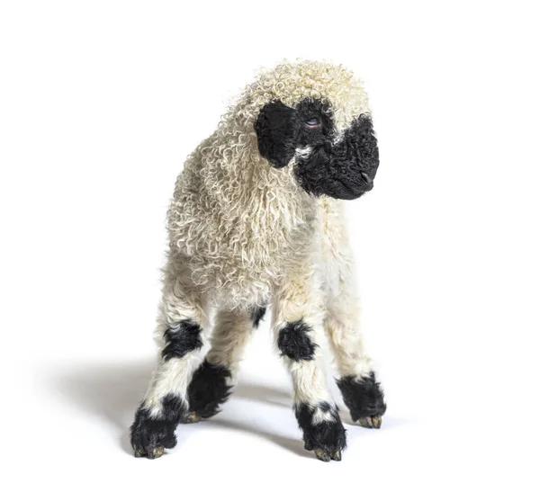 Profilo Grazioso Lamb Vallese Blascar Sheep Tre Settimane — Foto Stock