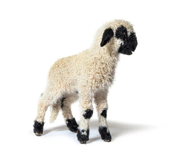 Profilo Grazioso Lamb Vallese Blascar Sheep Tre Settimane — Foto Stock