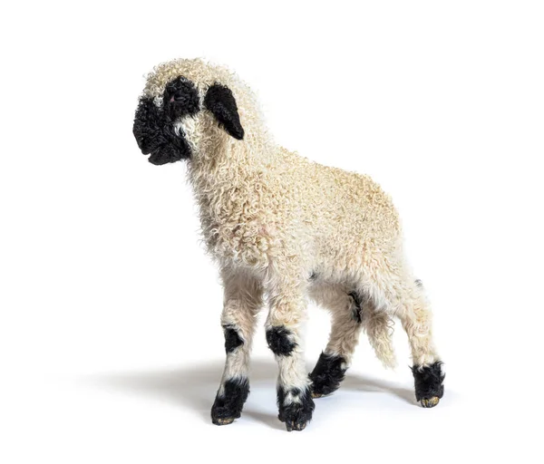 Profil Uroczej Owieczki Lamb Valais Blacknose Sprzed Trzech Tygodni — Zdjęcie stockowe