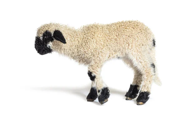 Profil Härlig Lamm Valais Blacknose Får Tre Veckor Gamla — Stockfoto