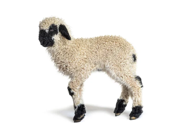 Profil Härlig Lamm Valais Blacknose Får Tre Veckor Gamla — Stockfoto