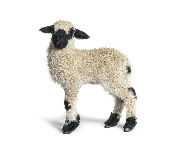 三星期大的可爱小羊 Valais Blacknose 的简介 — 图库照片