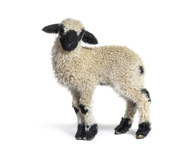 Profil Härlig Lamm Valais Blacknose Får Tre Veckor Gamla — Stockfoto