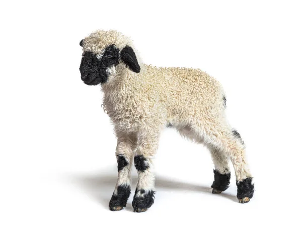 Haftalık Güzel Bir Kuzunun Profili Valais Blacknose Koyunu — Stok fotoğraf