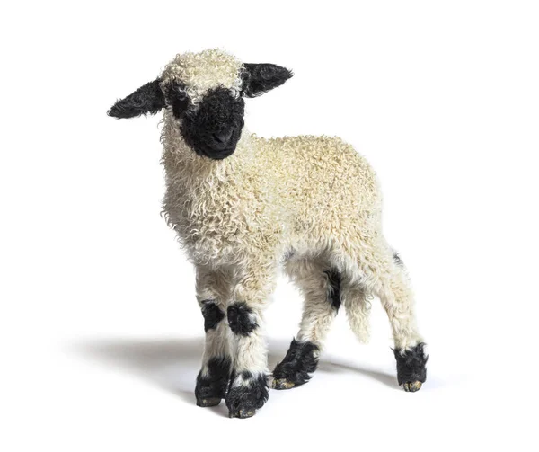 라이스 Valais Blacknose 독일어 Walliser Schwarznasenschaf Valais 품종이다 — 스톡 사진