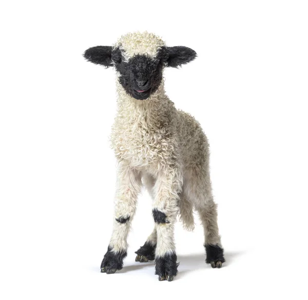 Owce Stojące Lamb Blacknose Patrzące Kamerę Trzy Tygodnie Odizolowane Białym — Zdjęcie stockowe