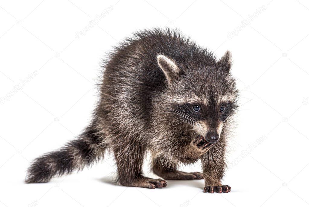 Young raccoon eating, isolated on white