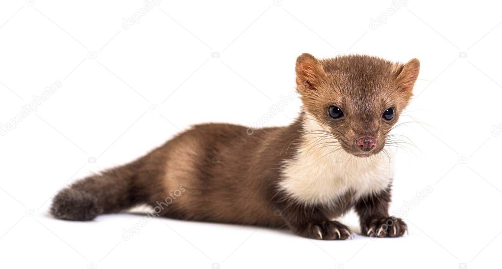 Beech marten looking down, isolated on white