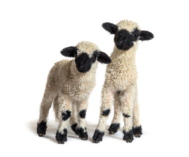 Paire of Lambs Valais Blacknose sheep standing on white clipart