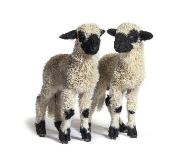 Paire of Lambs Valais Blacknose sheep standing on white clipart