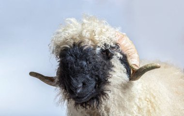 Yetişkin Valais Siyah Burnun Yan Görünümü