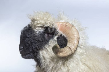 Yetişkin Valais Siyah Burnun Yan Görünümü
